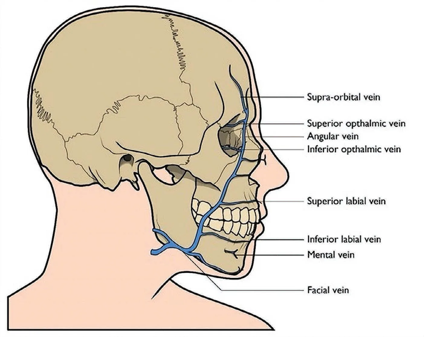 Fig 10. Facial vein and its tributaries